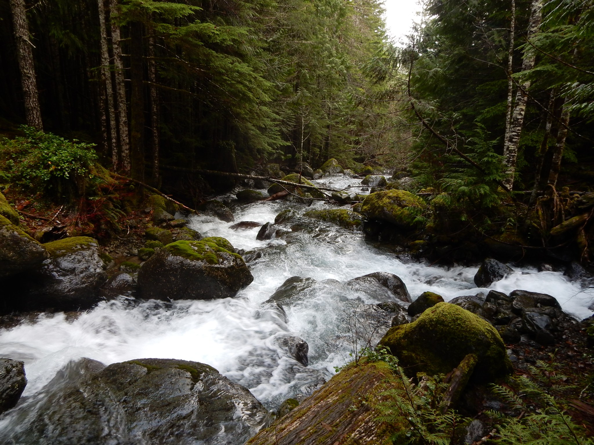 Big Creek — Washington Trails Association